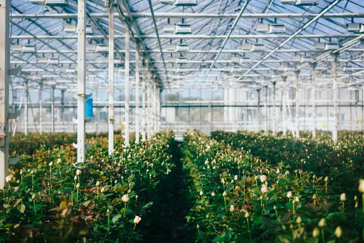 Certificate In Greenhouse Farming
