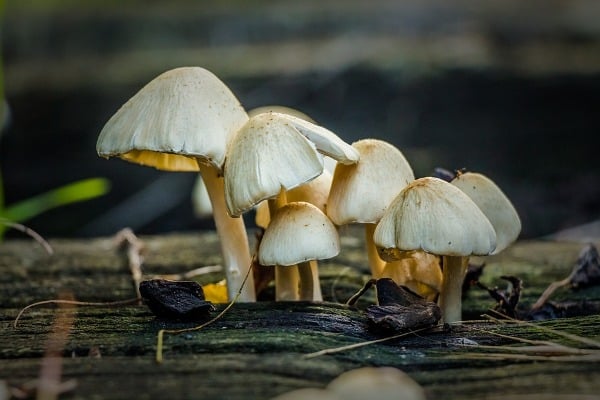 Diploma In Mushroom Cultivation